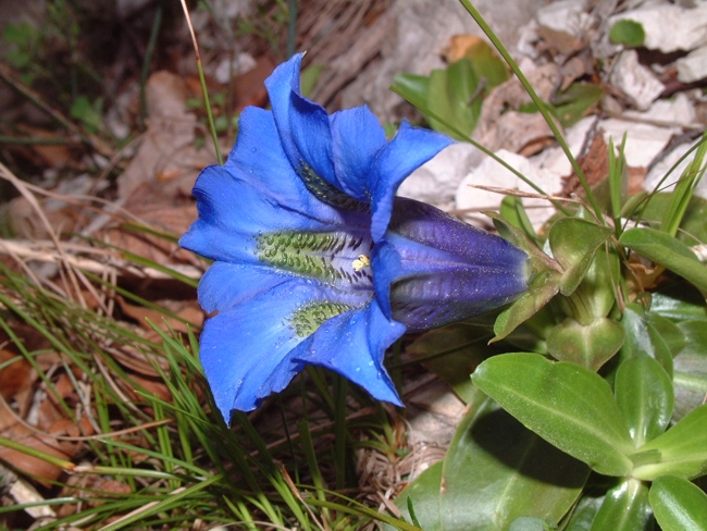 Gentiana dinarica / Genziana dell''Appennino